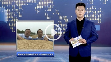 我市在輕度鹽堿地里實現(xiàn)了小麥畝產(chǎn)過千斤